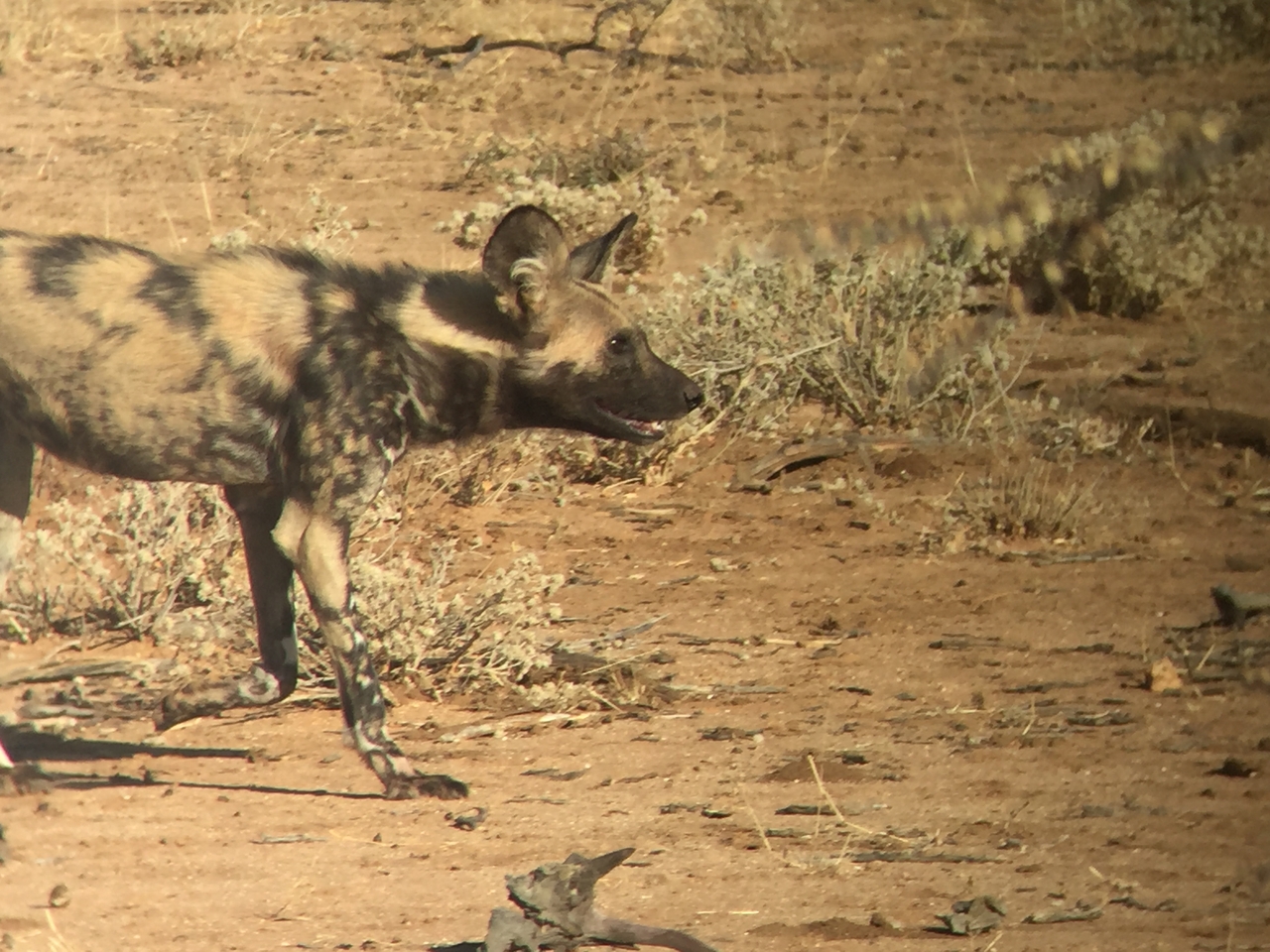 [2459] 2016_06_22_08_20_44_Africa_iPhone_6_IMG_7645_00236.jpg