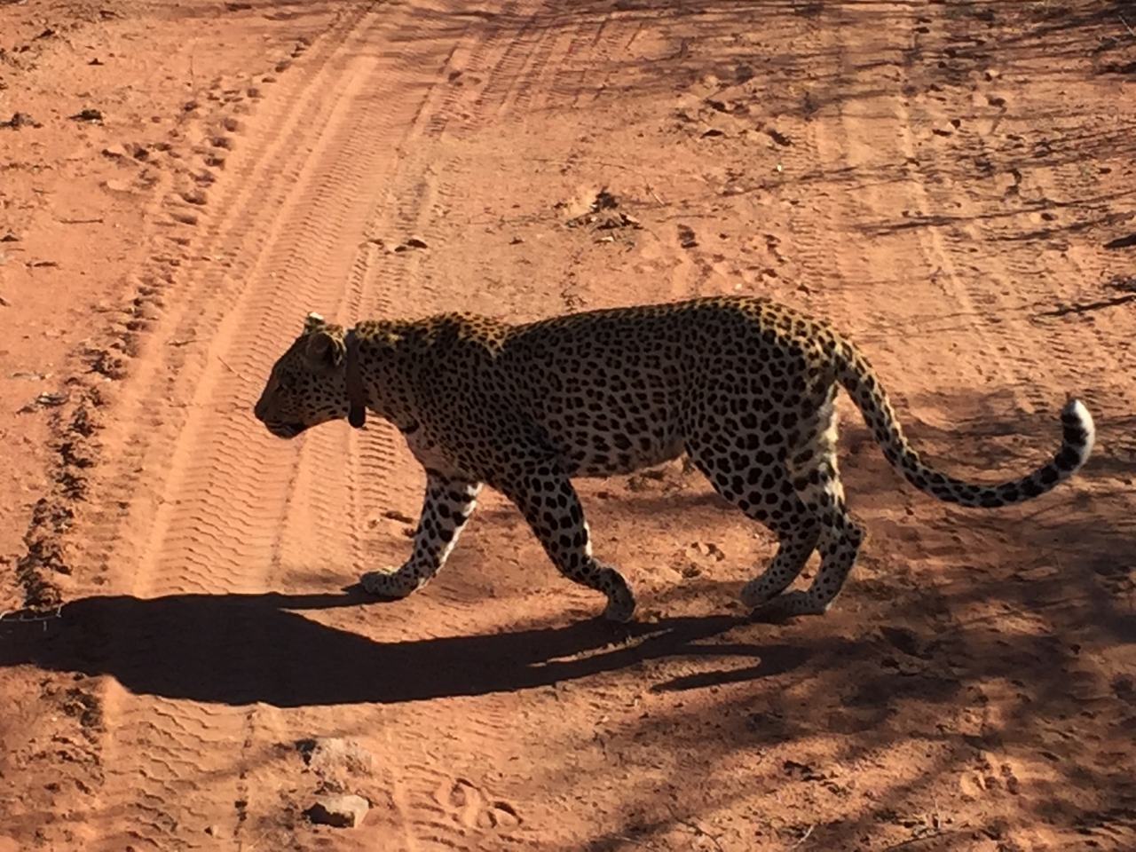 [2521] 2016_06_22_09_07_46_Africa_iPhone_6_IMG_7672_00263.jpg