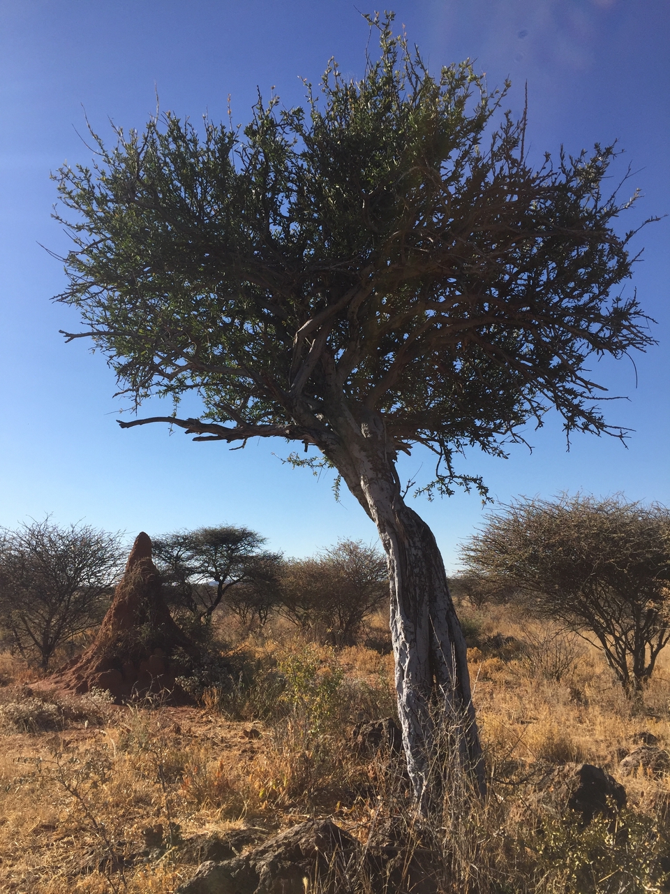 [3560] 2016_06_22_15_31_14_Africa_iPhone_6_IMG_7699_00289.jpg