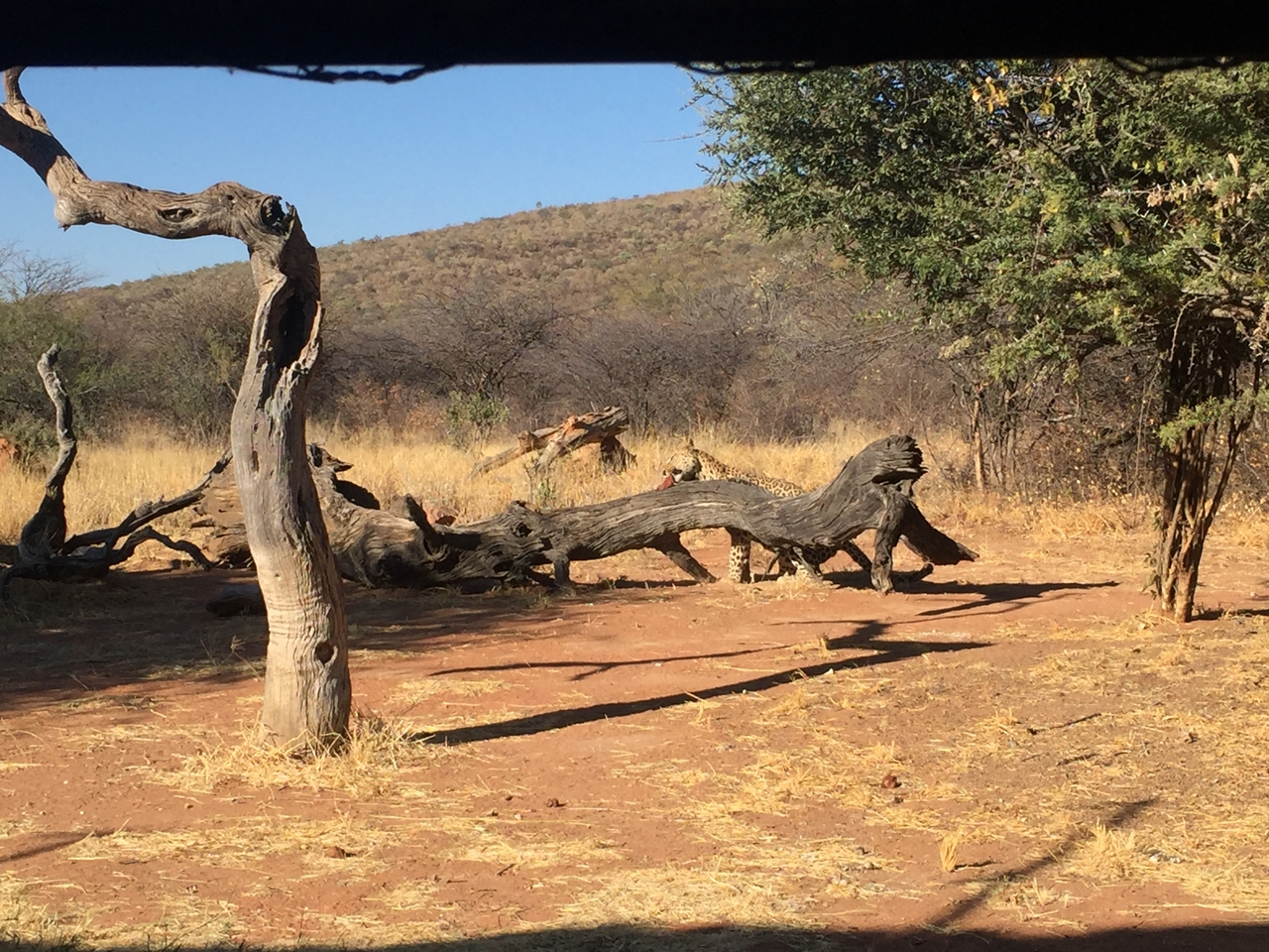 [9067] 2016_06_23_15_16_11_Africa_iPhone_6_IMG_7822_02749.jpg