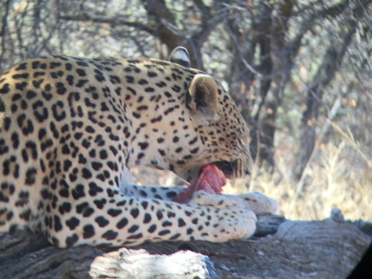 [9084] 2016_06_23_15_16_59_Africa_iPhone_6_IMG_7831_00417.jpg