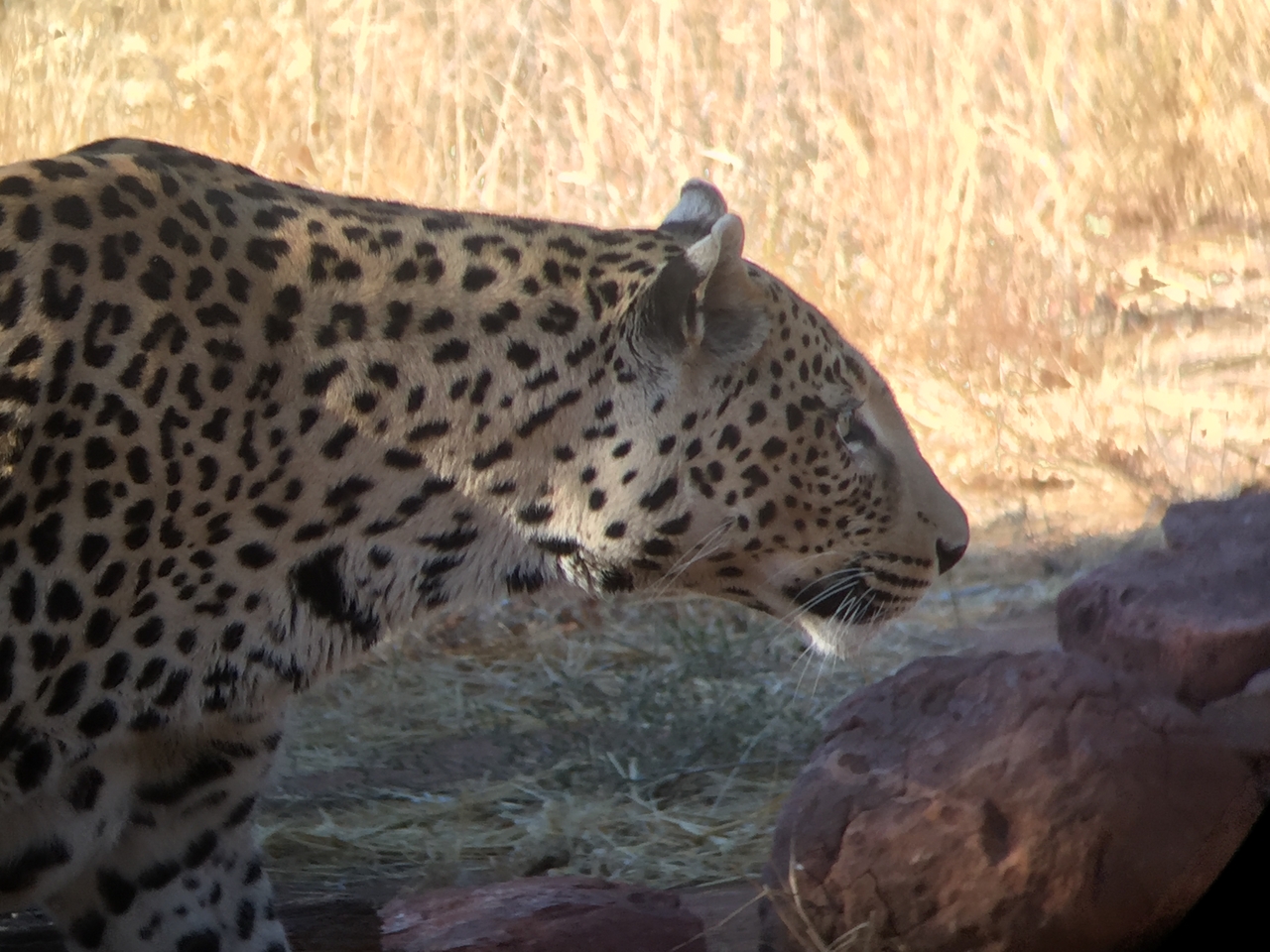 [9111] 2016_06_23_15_25_19_Africa_iPhone_6_IMG_7844_02771.jpg