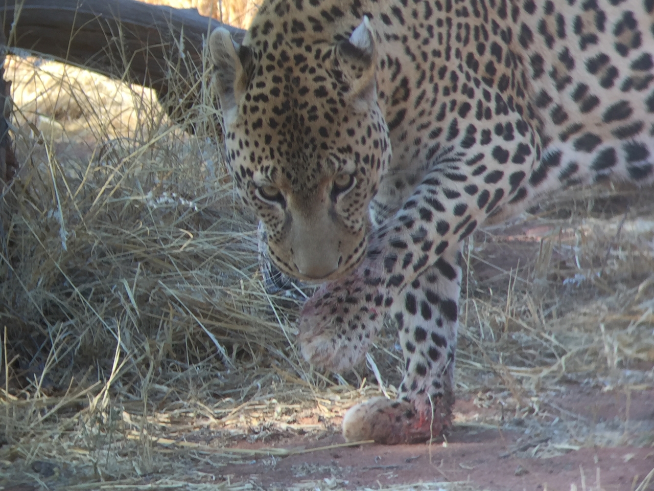 [9117] 2016_06_23_15_25_38_Africa_iPhone_6_IMG_7847_02774.jpg