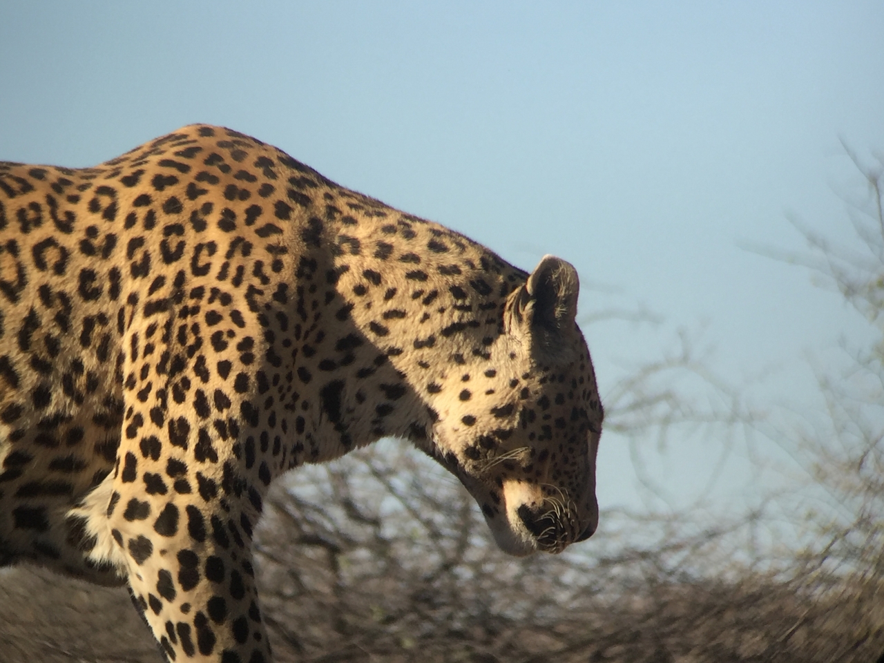 [9125] 2016_06_23_15_25_56_Africa_iPhone_6_IMG_7852_02778.jpg