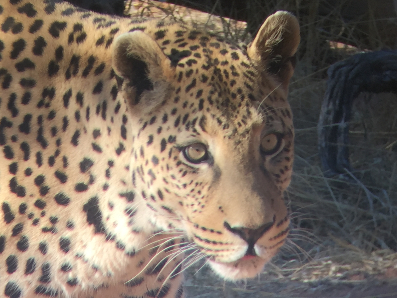 [9155] 2016_06_23_15_26_37_Africa_iPhone_6_IMG_7867_02793.jpg