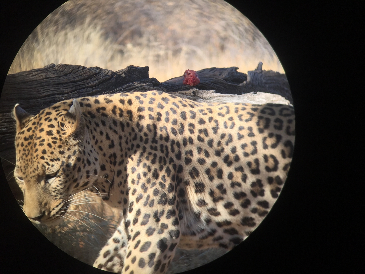 [9195] 2016_06_23_15_30_04_Africa_iPhone_6_IMG_7887_02813.jpg