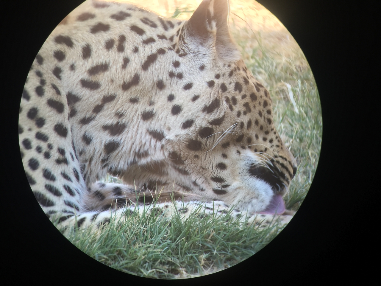 [9212] 2016_06_23_15_30_56_Africa_iPhone_6_IMG_7896_00481.jpg
