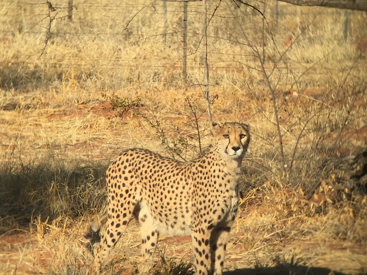 [9239] 2016_06_23_15_49_40_Africa_iPhone_6_IMG_7910_02835.jpg