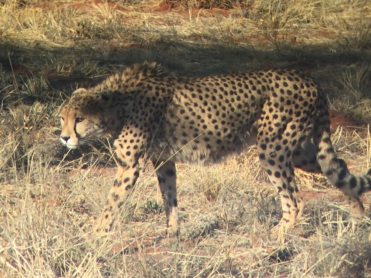 [9248] 2016_06_23_15_49_59_Africa_iPhone_6_IMG_7915_00499.jpg