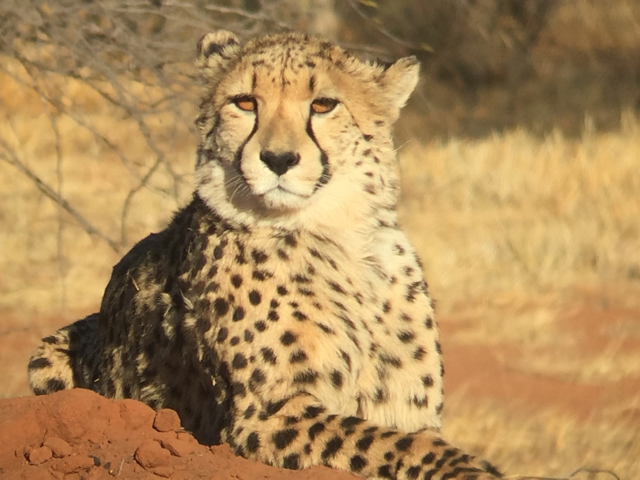 [9266] 2016_06_23_15_53_27_Africa_iPhone_6_IMG_7925_00508.jpg