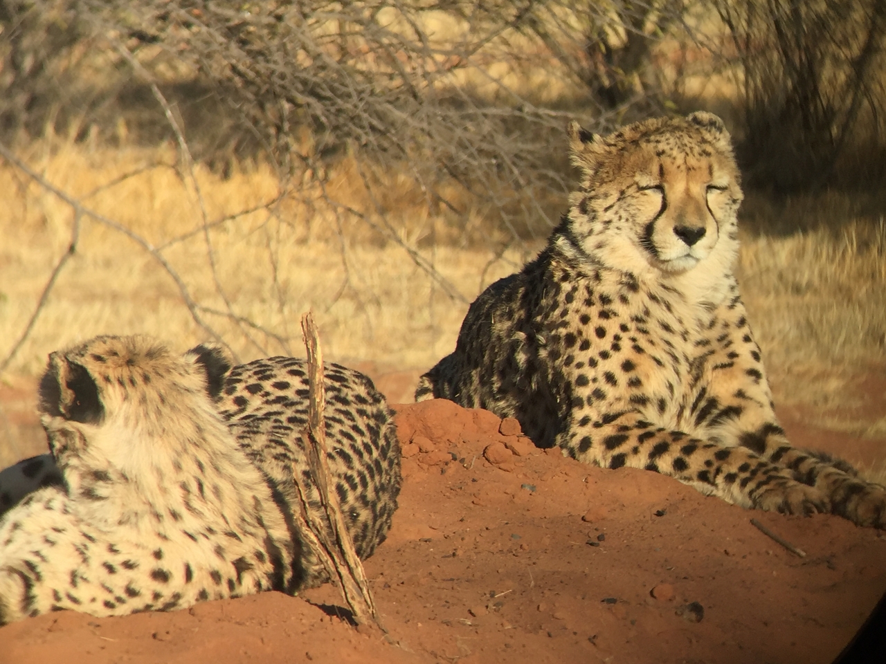 [9289] 2016_06_23_16_06_34_Africa_iPhone_6_IMG_7937_02860.jpg