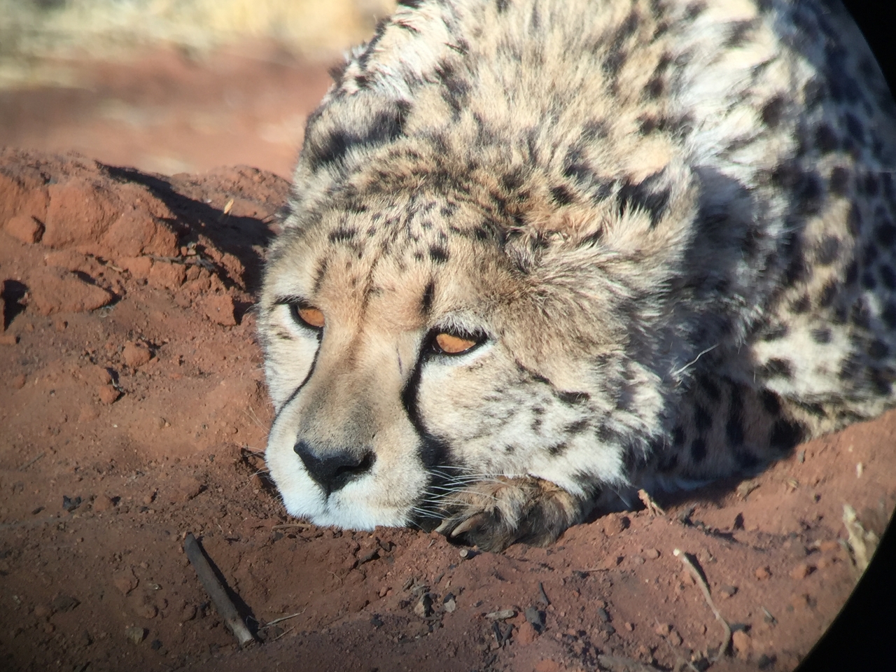 [9347] 2016_06_23_16_14_24_Africa_iPhone_6_IMG_7966_02889.jpg