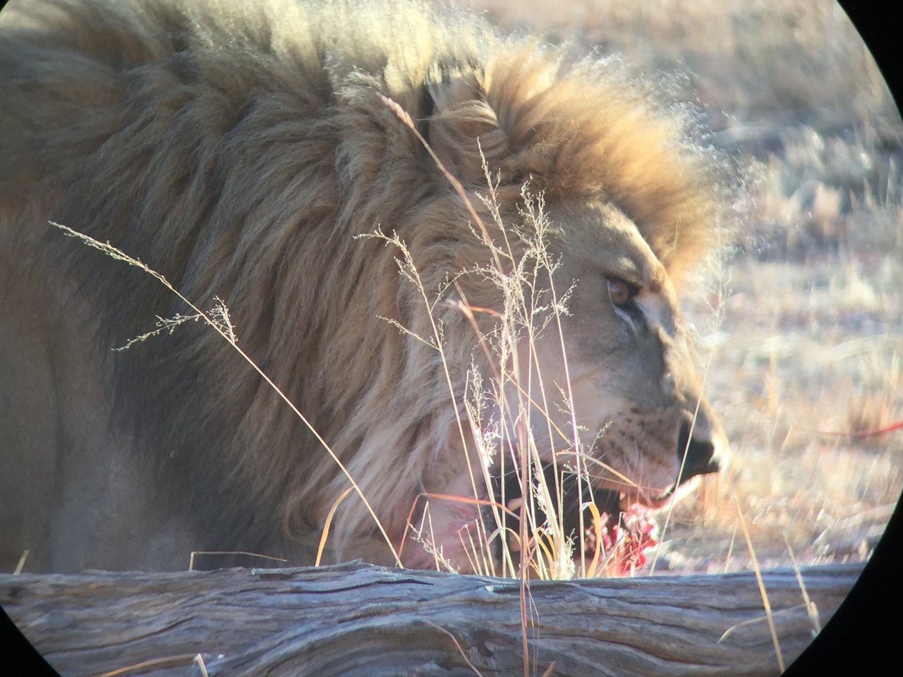[9422] 2016_06_23_16_41_53_Africa_iPhone_6_IMG_7997_02919.jpg