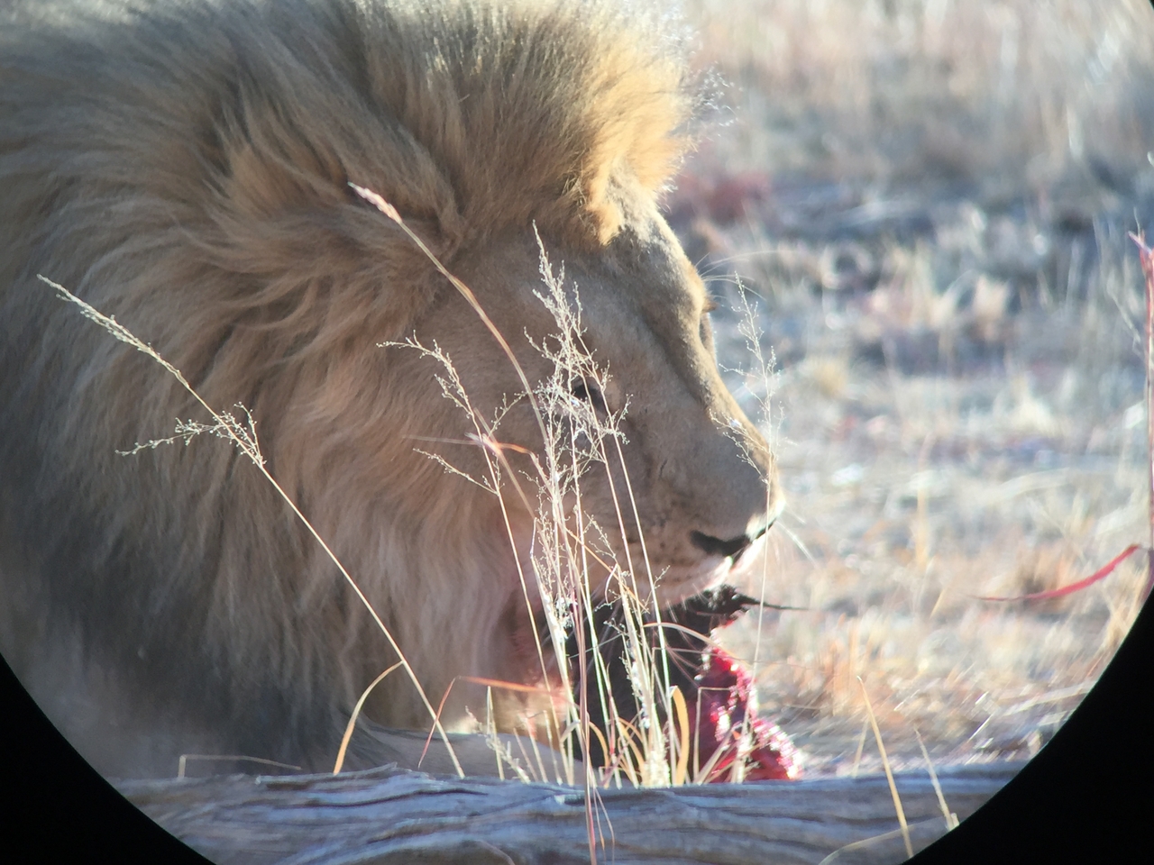 [9429] 2016_06_23_16_42_27_Africa_iPhone_6_IMG_8001_02924.jpg