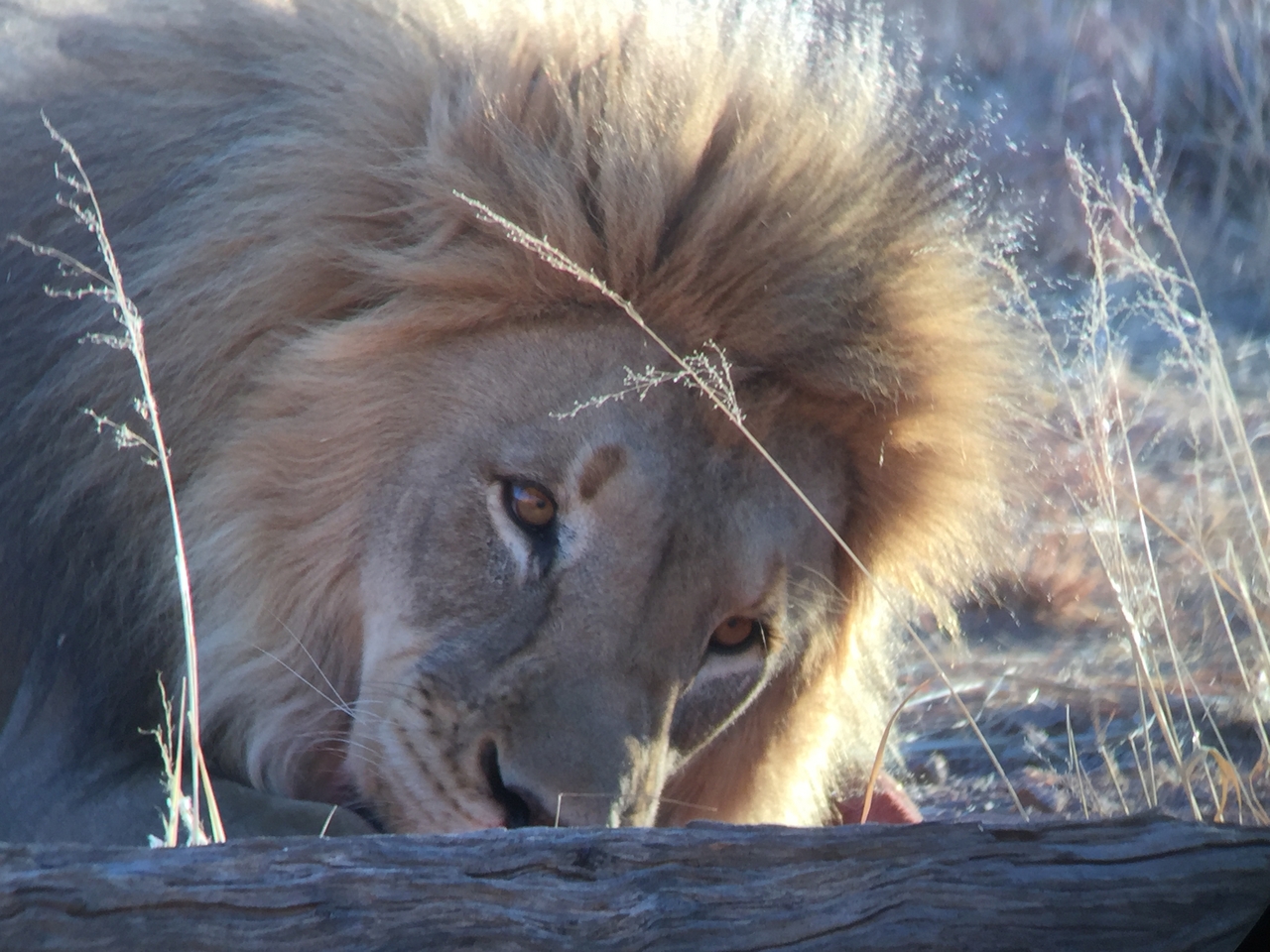 [9444] 2016_06_23_16_50_57_Africa_iPhone_6_IMG_8007_02930.jpg