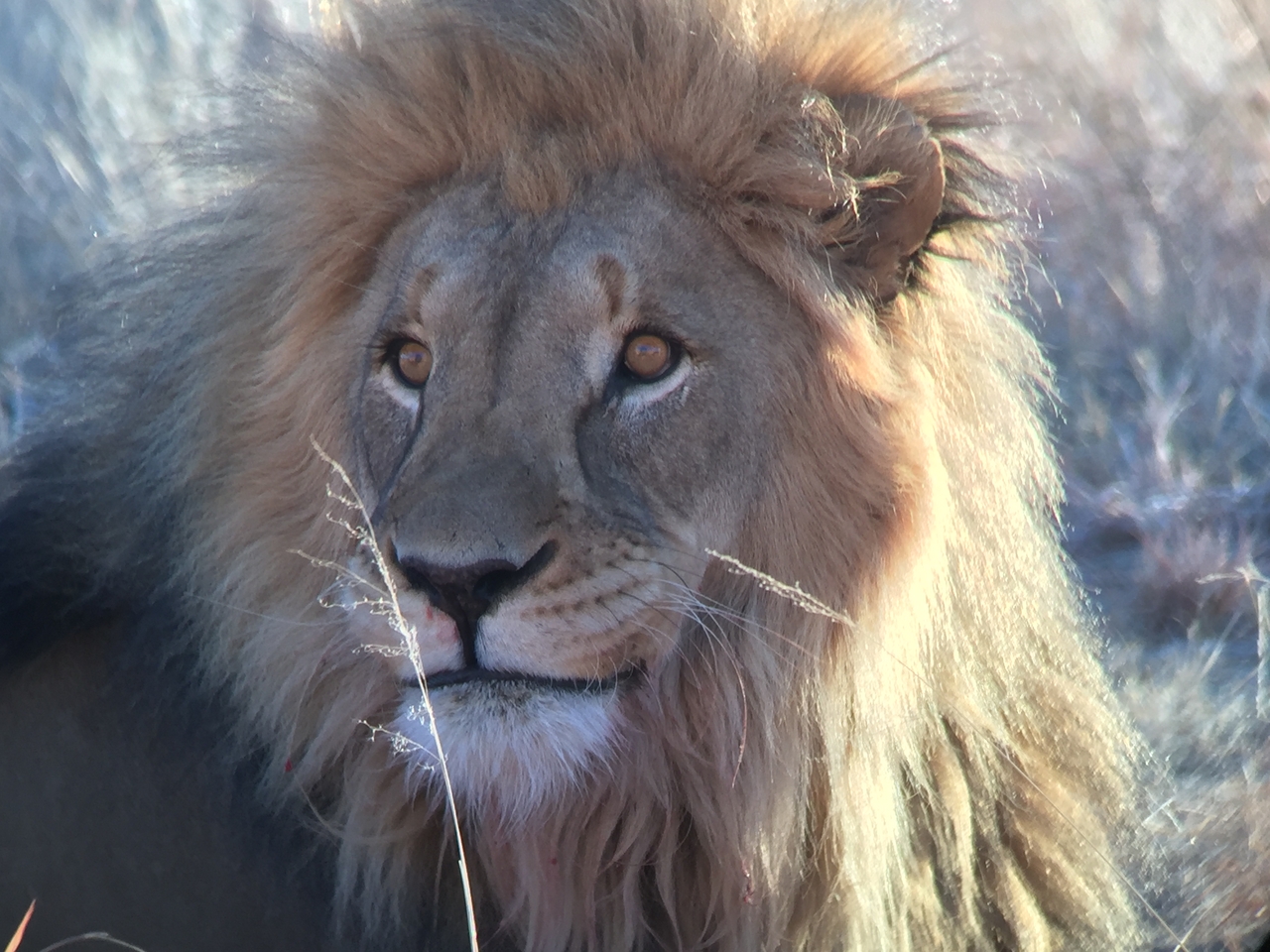 [9460] 2016_06_23_16_51_31_Africa_iPhone_6_IMG_8013_00013.jpg