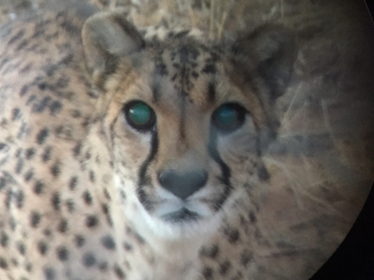 [9553] 2016_06_23_17_29_51_Africa_iPhone_6_IMG_8036_00615.jpg