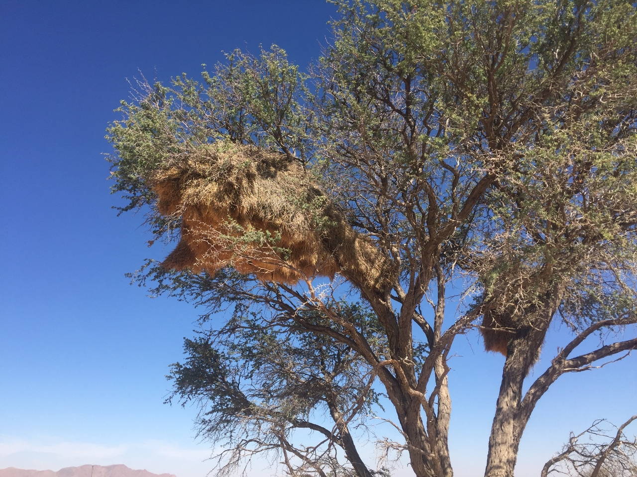 [16478] 2016_06_26_11_17_33_Africa_iPhone_6_IMG_8364_00330.jpg