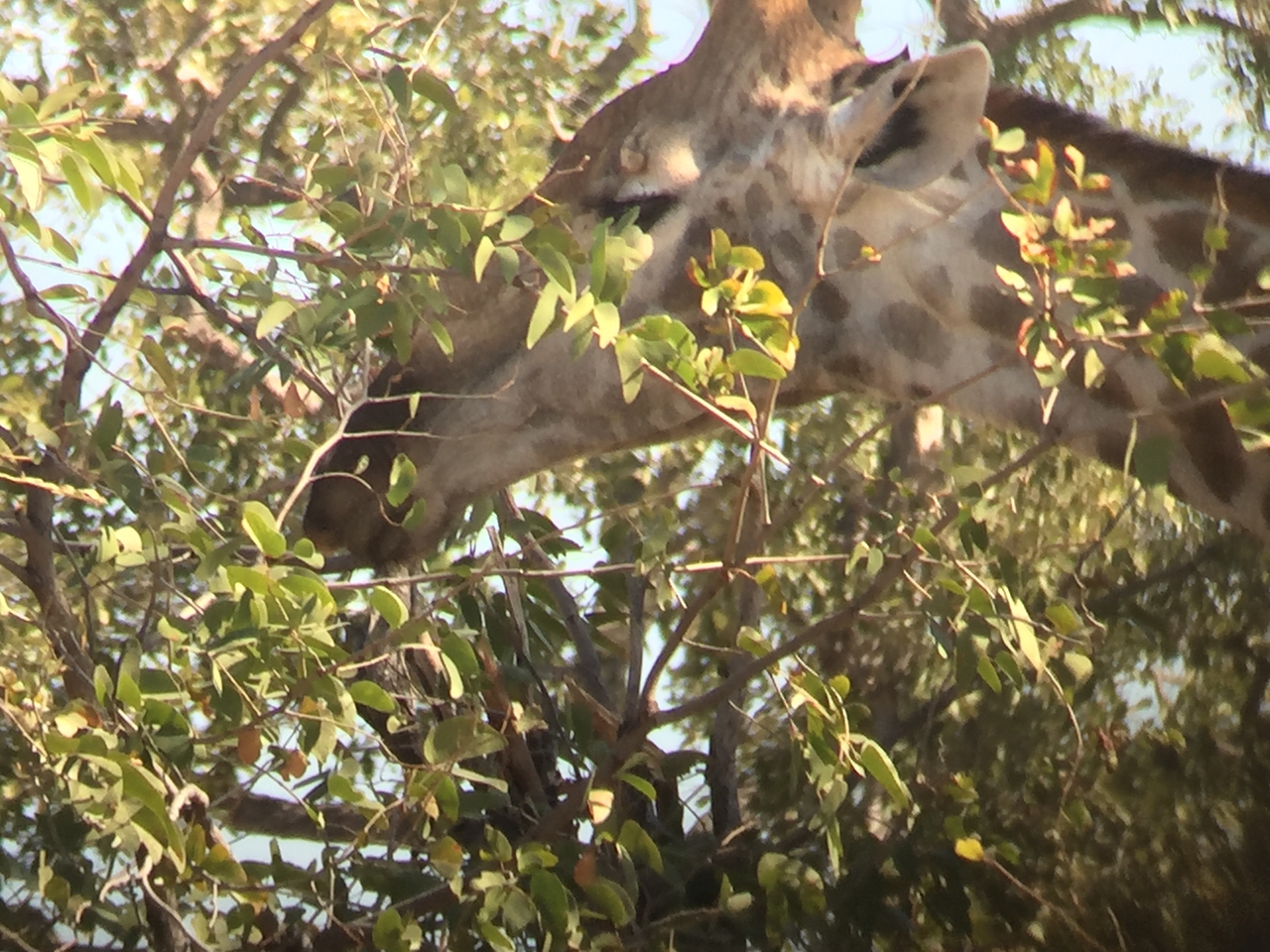 [17273] 2016_06_27_13_55_44_Africa_iPhone_6_IMG_8445_03326.jpg