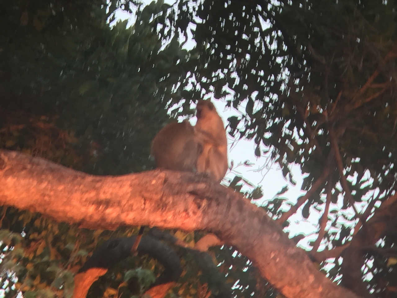 [19804] 2016_06_28_07_07_35_Africa_iPhone_6_IMG_8460_00418.jpg