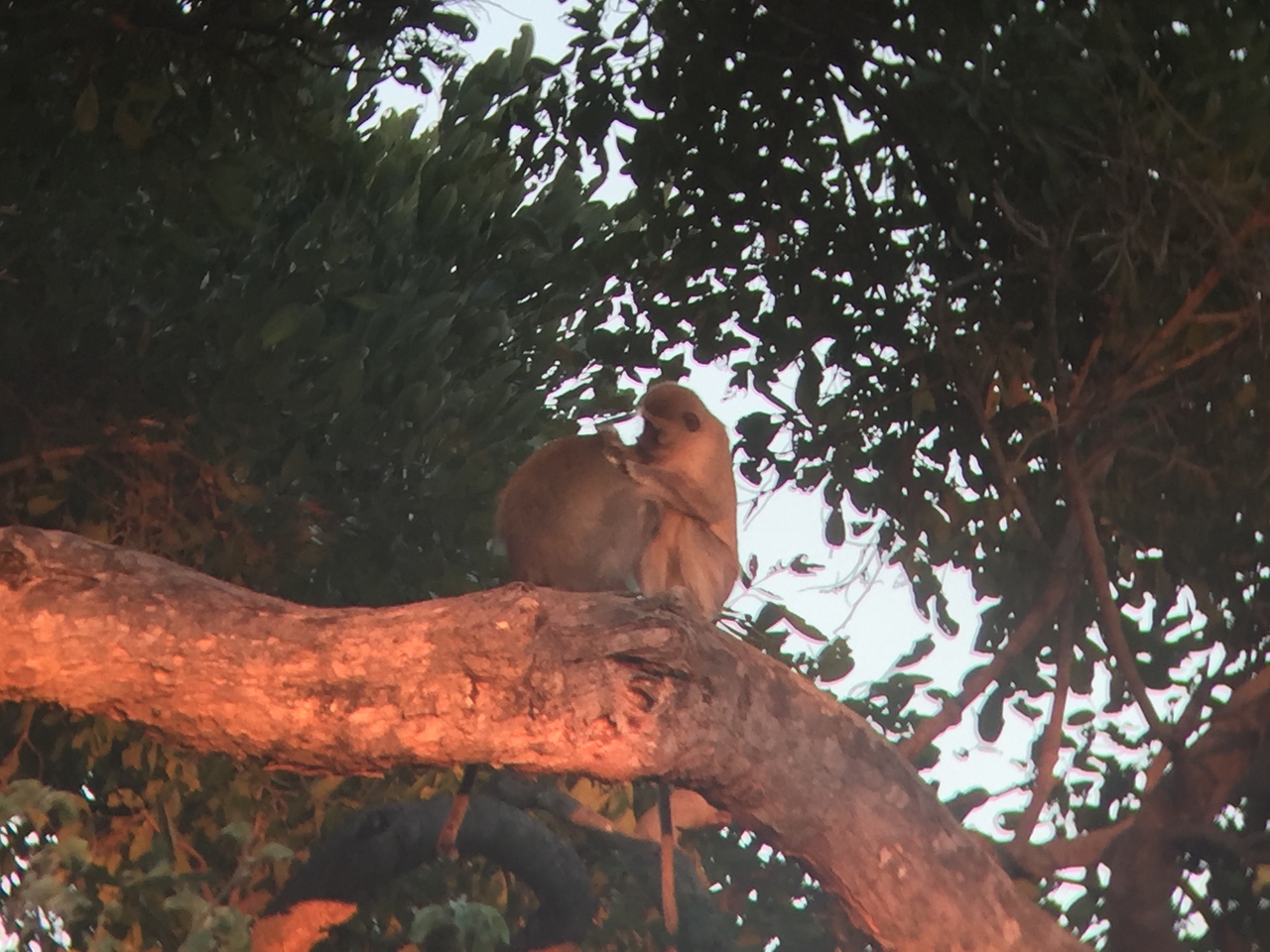 [19808] 2016_06_28_07_07_38_Africa_iPhone_6_IMG_8461_01001.jpg