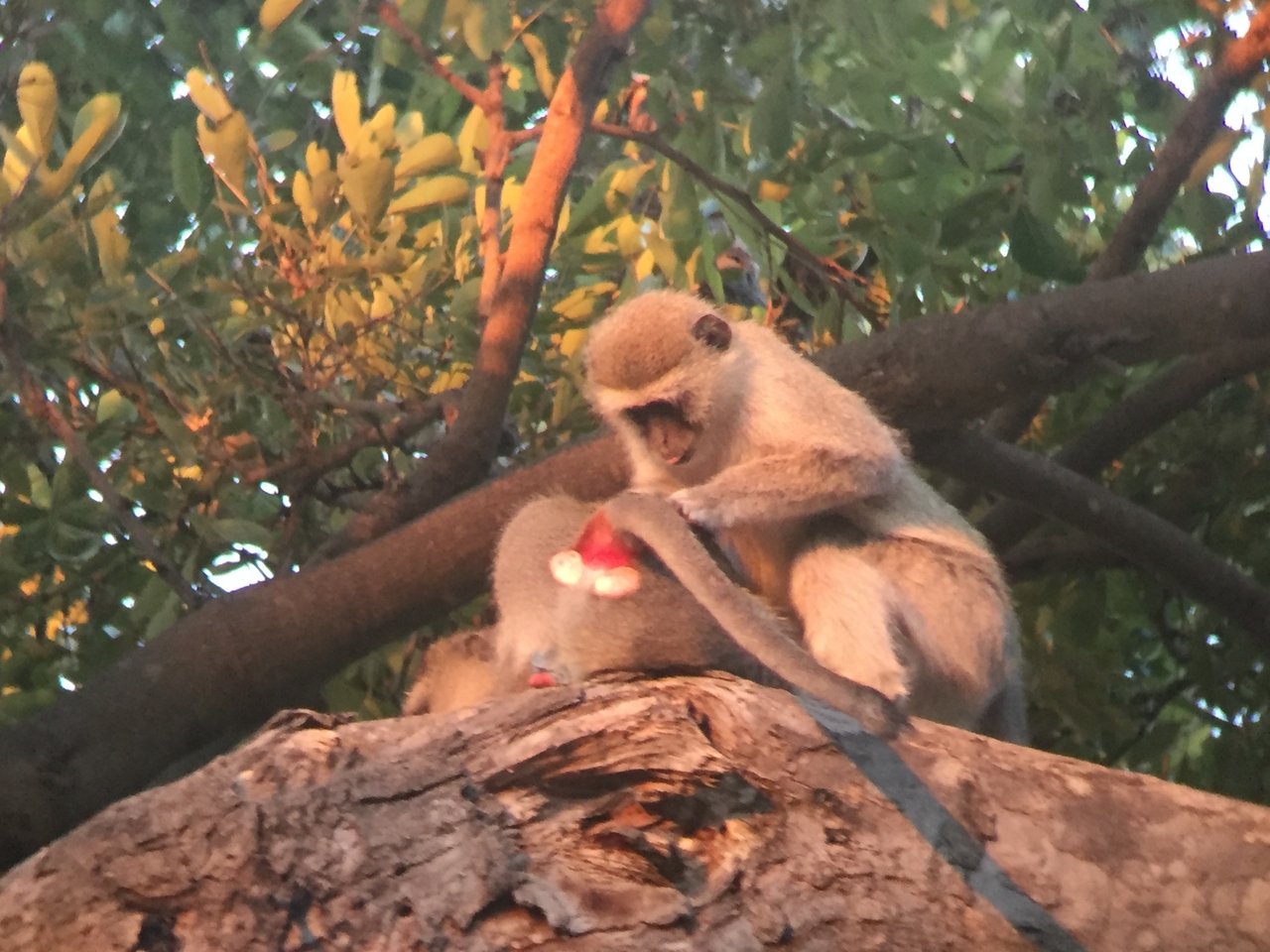 [19811] 2016_06_28_07_08_50_Africa_iPhone_6_IMG_8462_01002.jpg