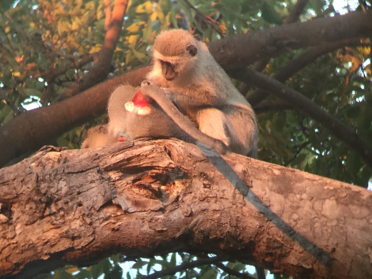 [19814] 2016_06_28_07_08_55_Africa_iPhone_6_IMG_8463_01003.jpg