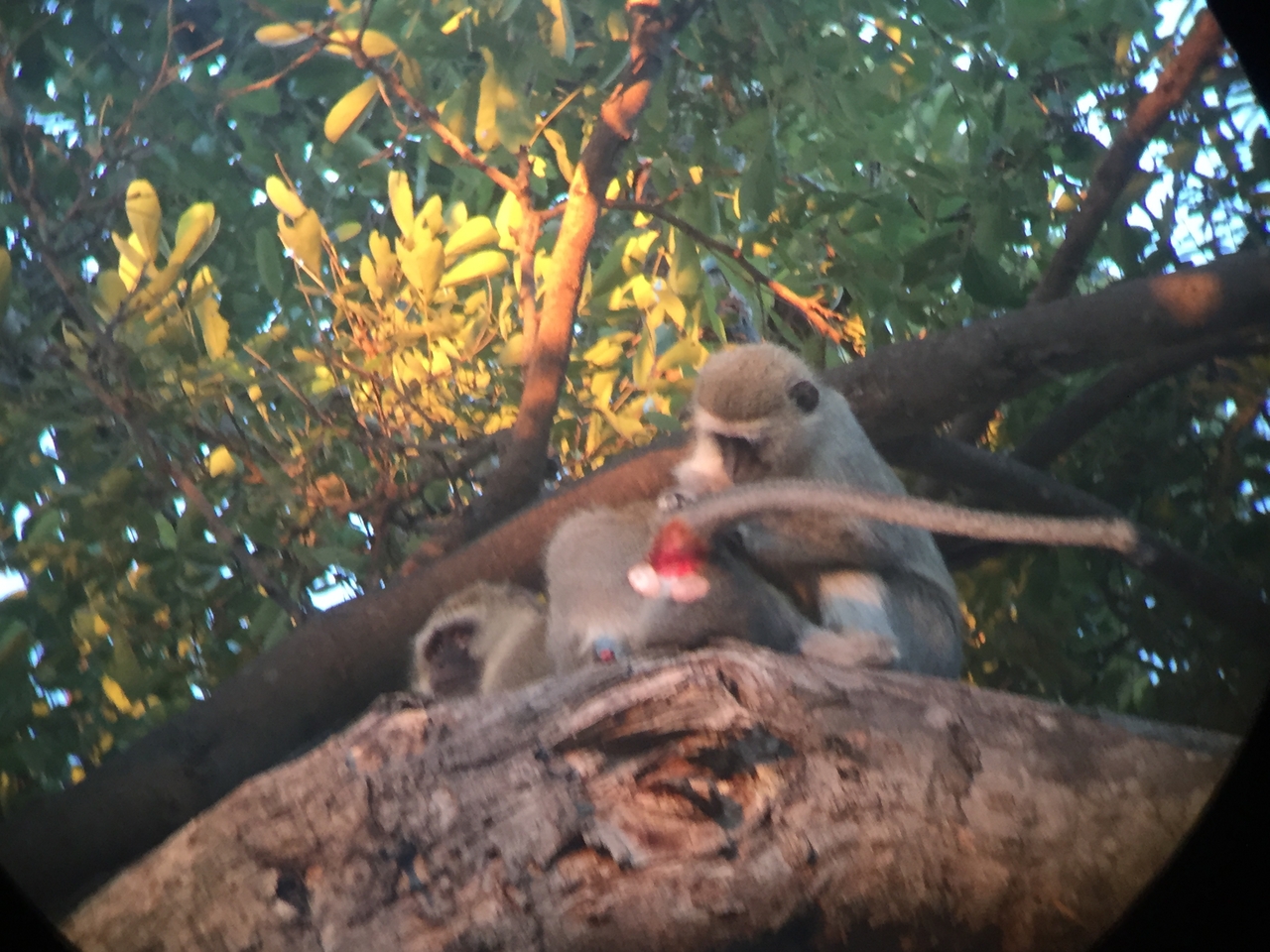 [19824] 2016_06_28_07_10_26_Africa_iPhone_6_IMG_8466_03347.jpg
