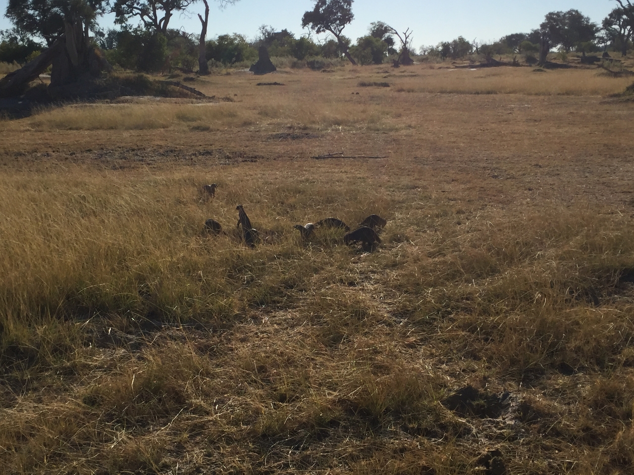 [19895] 2016_06_28_08_48_00_Africa_iPhone_6_IMG_8487_03368.jpg