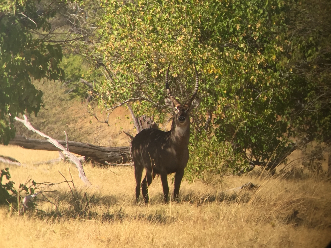 [20058] 2016_06_28_11_09_18_Africa_iPhone_6_IMG_8513_00467.jpg