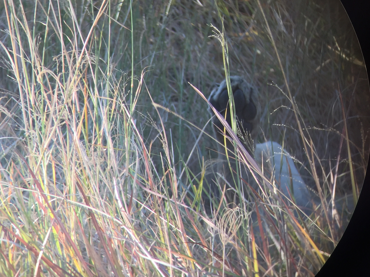 [20405] 2016_06_28_16_50_09_Africa_iPhone_6_IMG_8532_00482.jpg