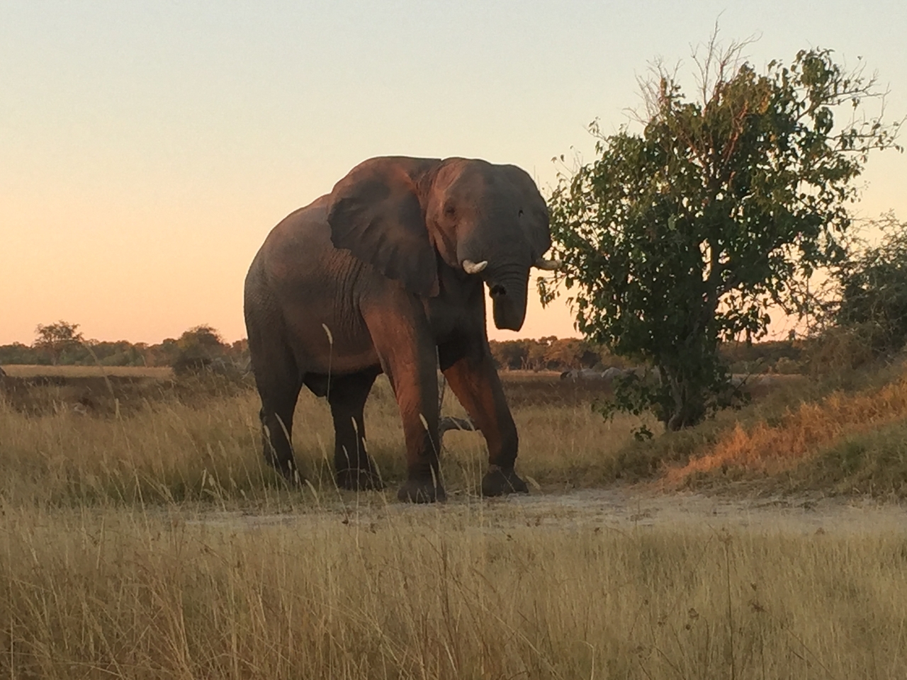 [20429] 2016_06_28_17_51_56_Africa_iPhone_6_IMG_8541_00490.jpg