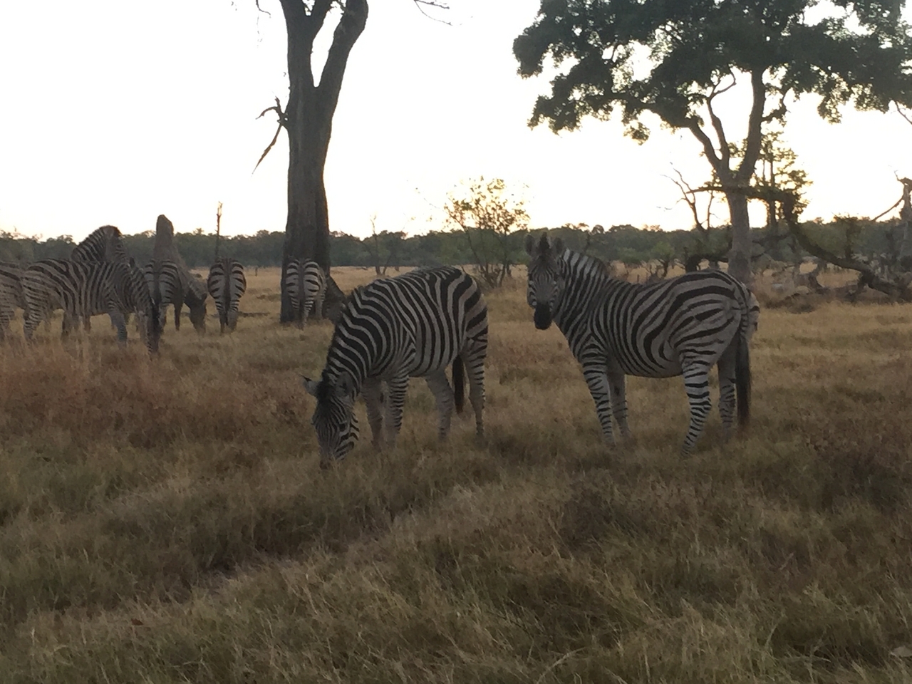 [21287] 2016_06_29_06_50_34_Africa_iPhone_6_IMG_8551_03423.jpg