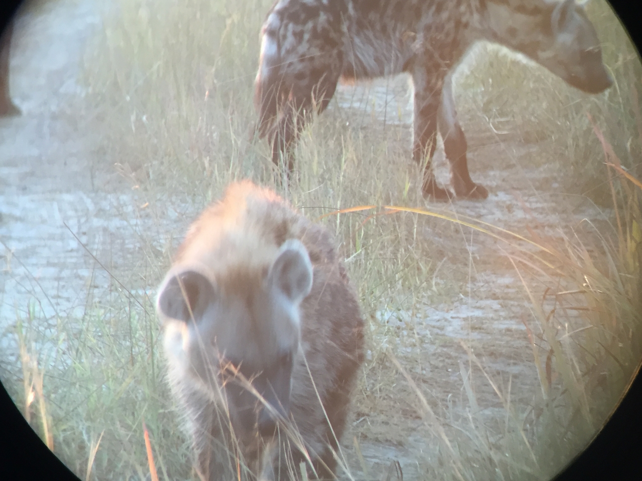 [22221] 2016_06_29_17_48_02_Africa_iPhone_6_IMG_8563_00509.jpg