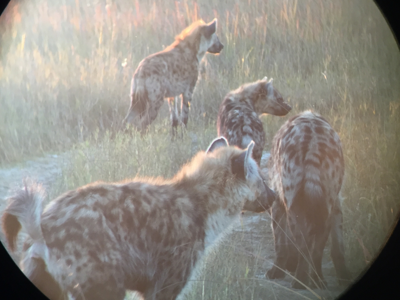 [22232] 2016_06_29_17_48_28_Africa_iPhone_6_IMG_8566_03435.jpg