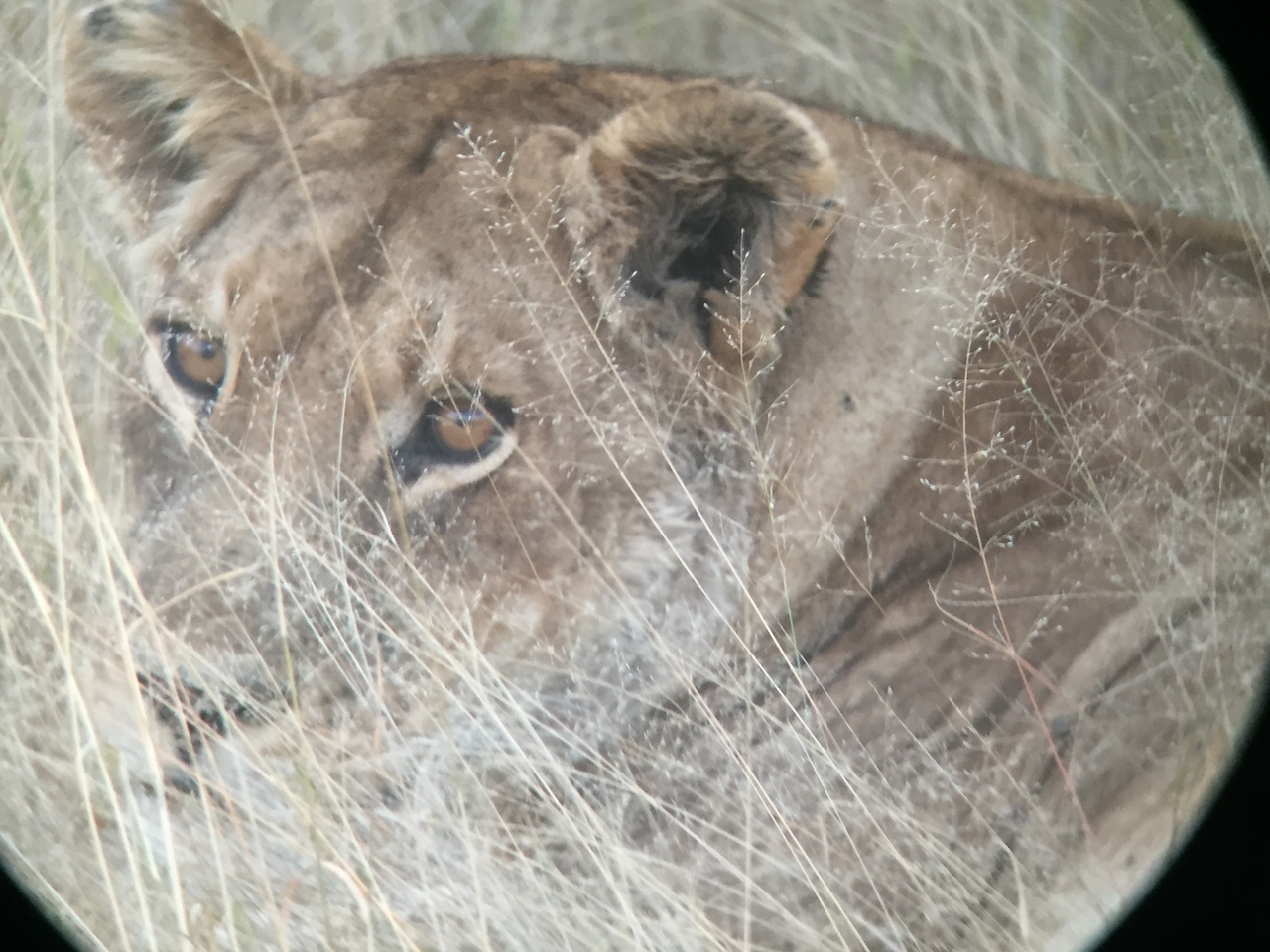 [22237] 2016_06_29_17_57_26_Africa_iPhone_6_IMG_8567_00513.jpg