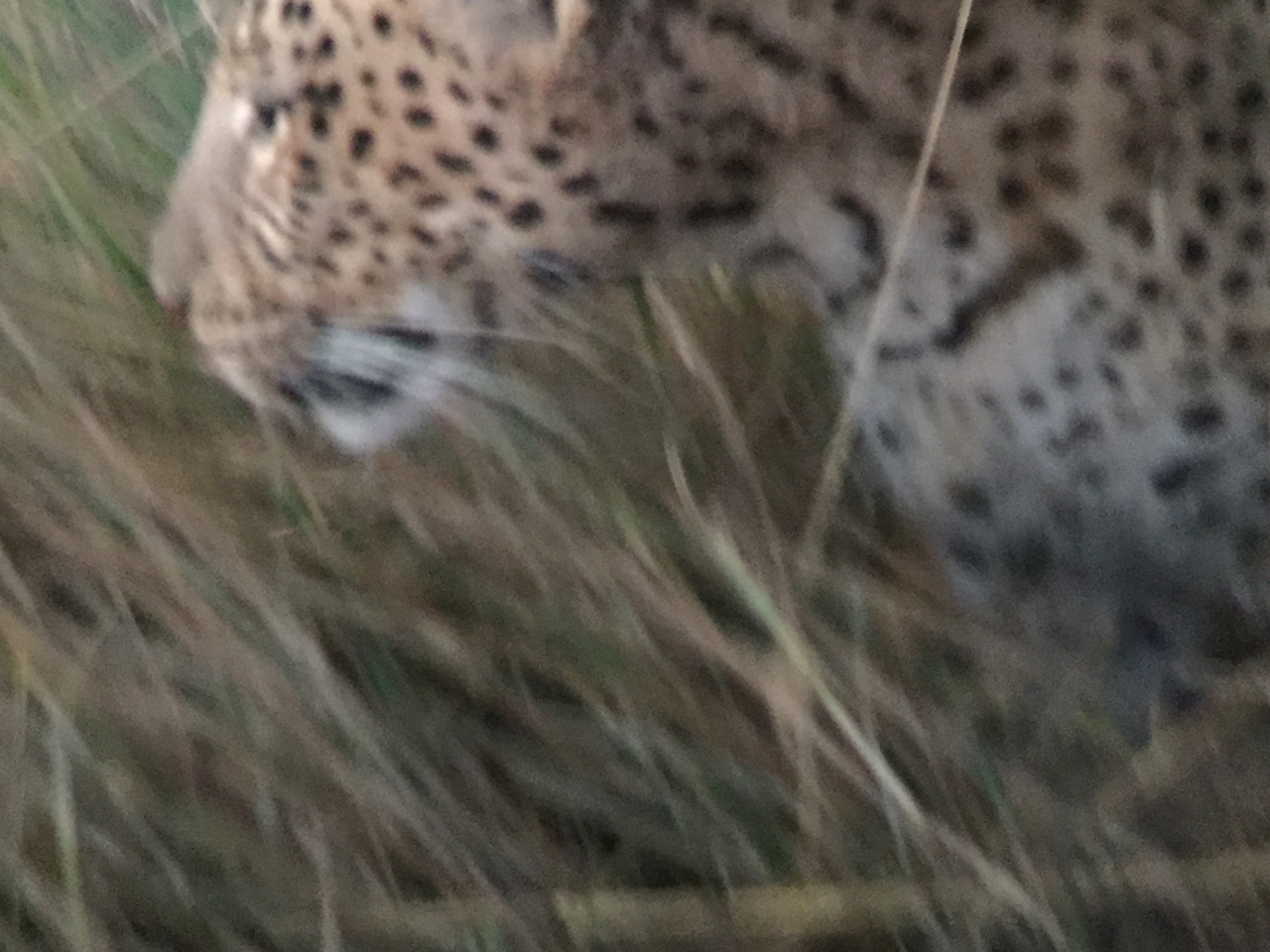 [22253] 2016_06_29_18_13_19_Africa_iPhone_6_IMG_8572_03440.jpg