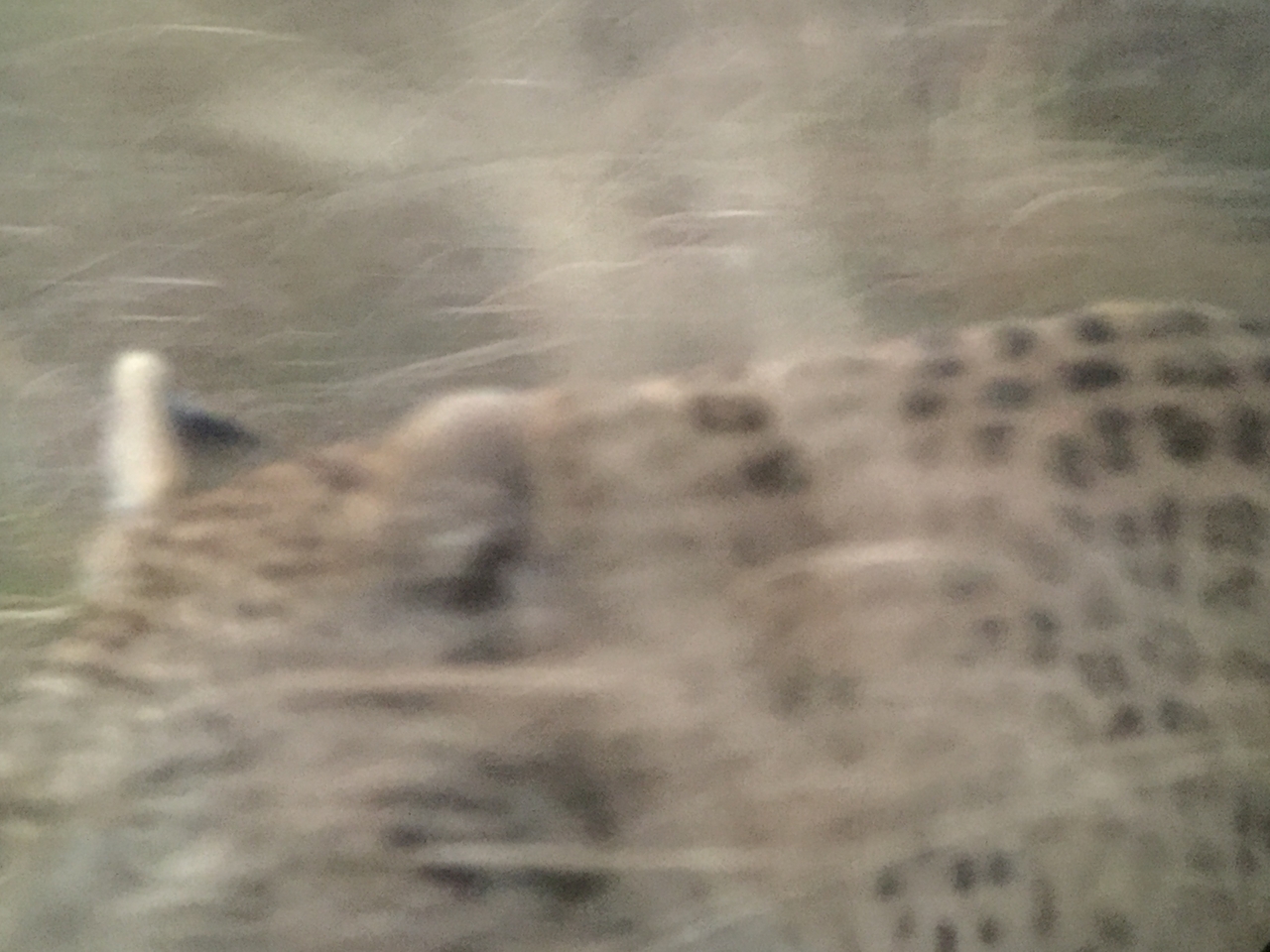 [22259] 2016_06_29_18_13_35_Africa_iPhone_6_IMG_8574_03442.jpg