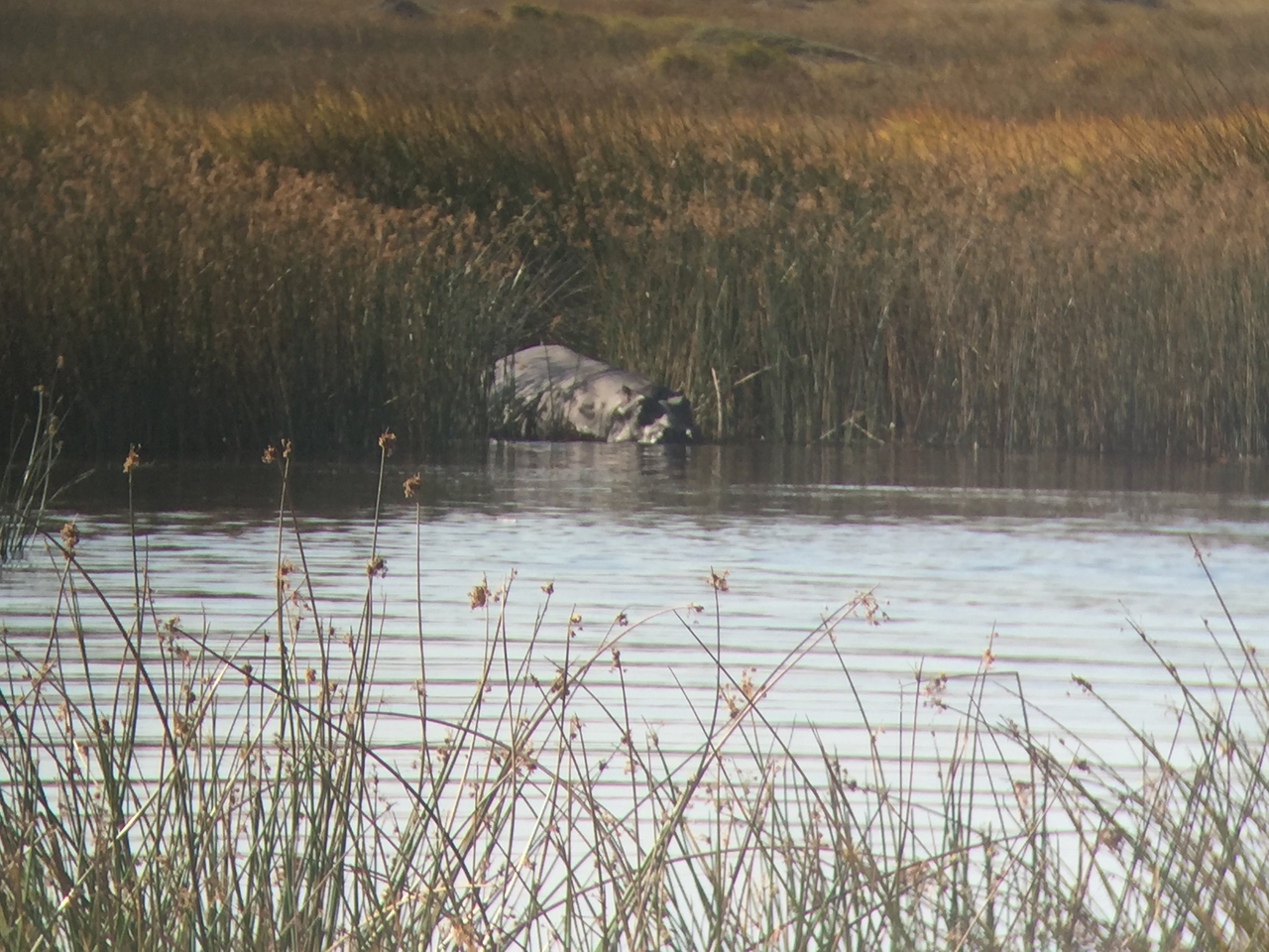 [25796] 2016_06_30_15_18_19_Africa_iPhone_6_IMG_8594_01118.jpg