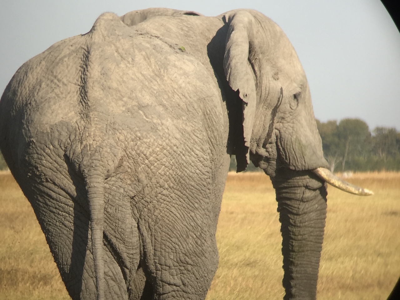 [25867] 2016_06_30_16_04_23_Africa_iPhone_6_IMG_8599_03463.jpg