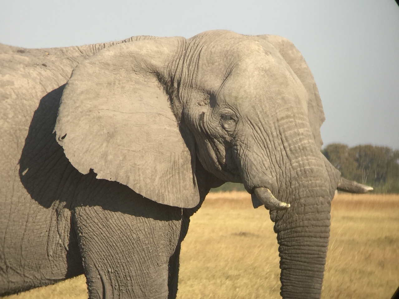 [25879] 2016_06_30_16_04_28_Africa_iPhone_6_IMG_8600_03464.jpg