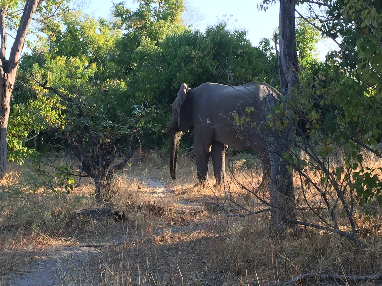 [26624] 2016_06_30_16_56_25_Africa_iPhone_6_IMG_8609_03472.jpg