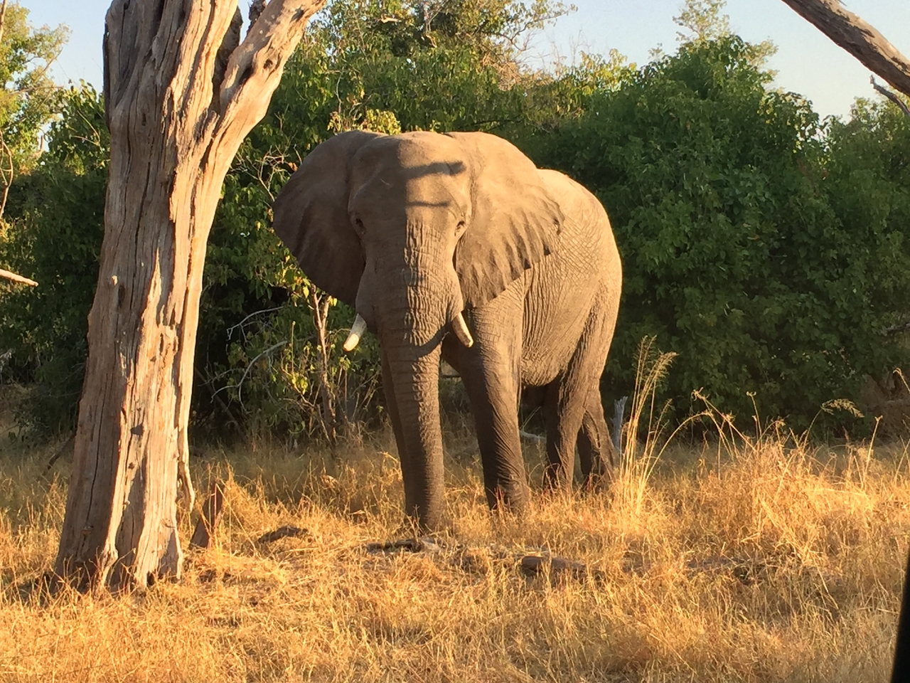 [26633] 2016_06_30_17_01_22_Africa_iPhone_6_IMG_8612_03475.jpg