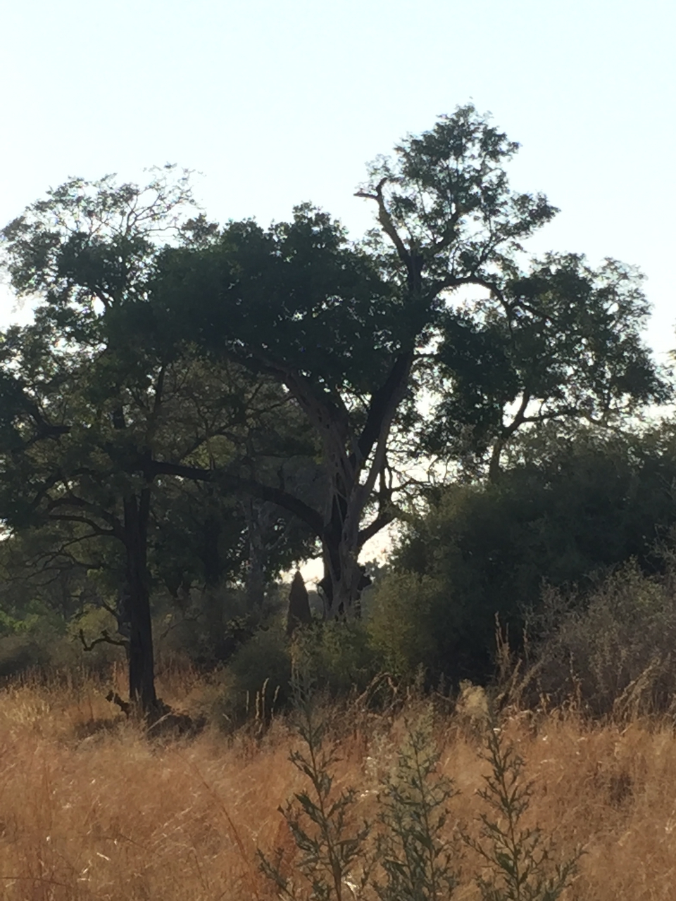[26919] 2016_07_01_08_25_58_Africa_iPhone_6_IMG_8632_03492.jpg
