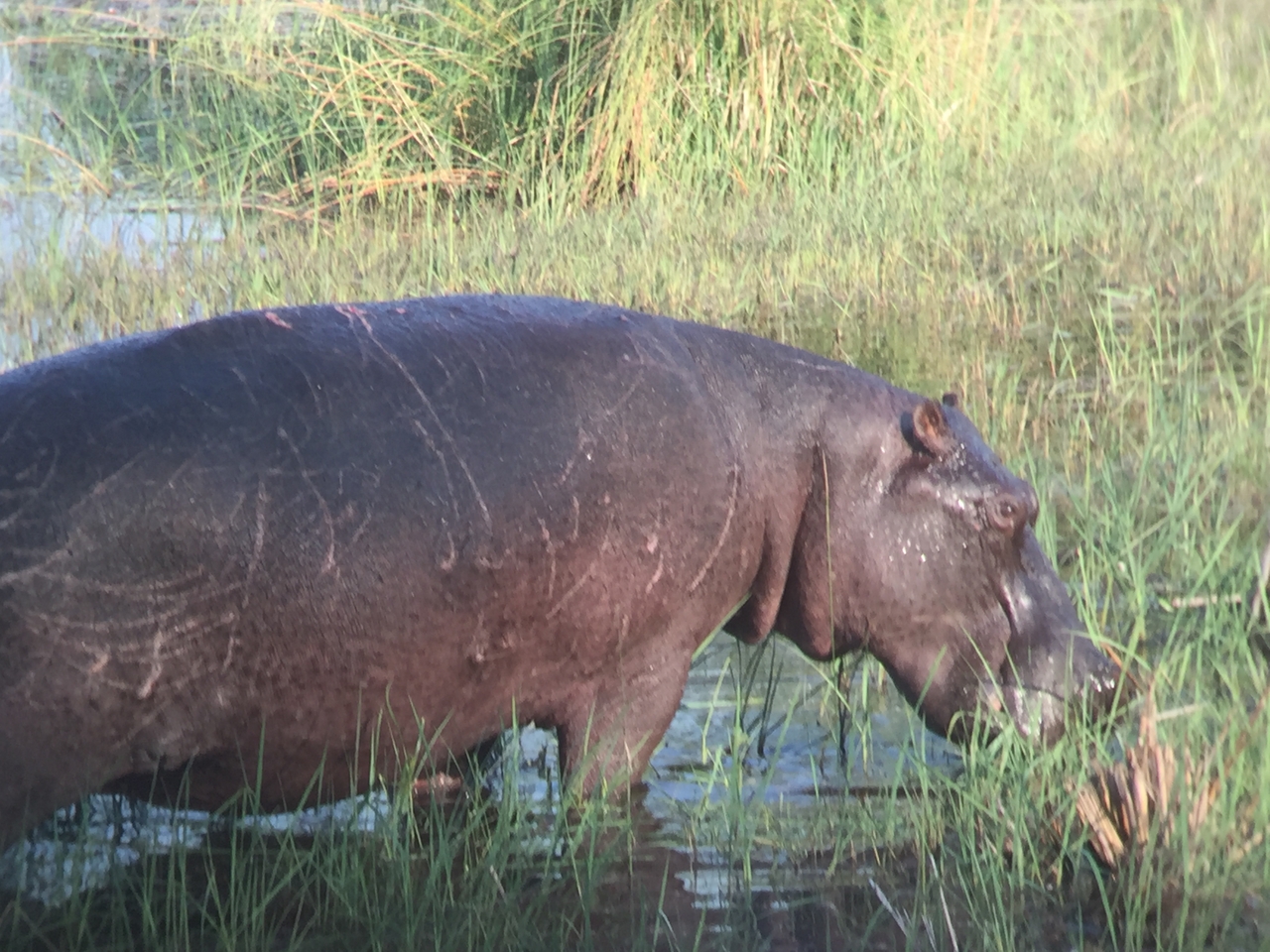 [27941] 2016_07_02_08_42_21_Africa_iPhone_6_IMG_8725_03572.jpg