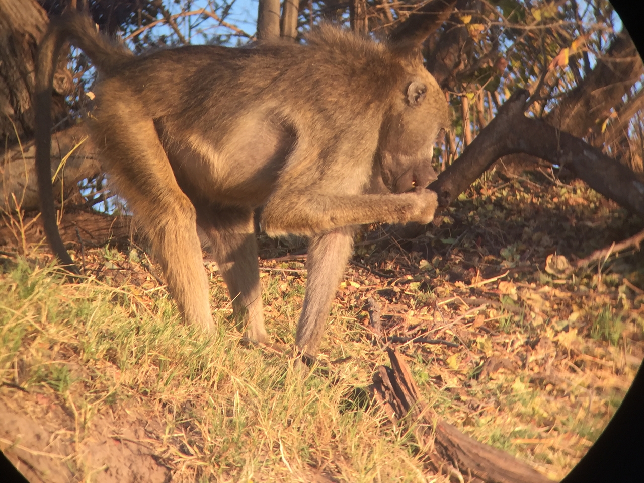 [34340] 2016_07_04_17_25_53_Africa_iPhone_6_IMG_9016_03802.jpg