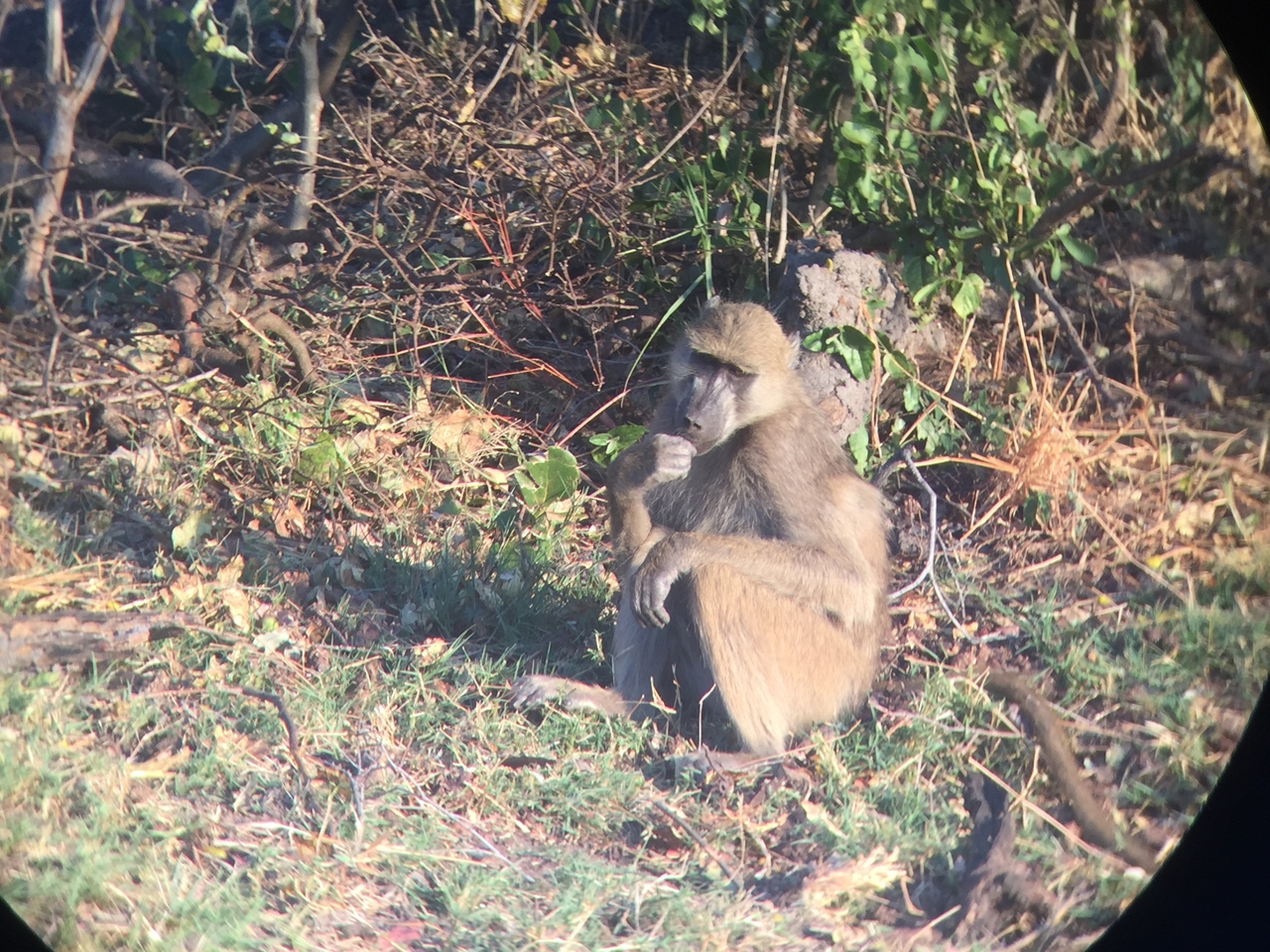 [34342] 2016_07_04_17_25_57_Africa_iPhone_6_IMG_9017_01462.jpg