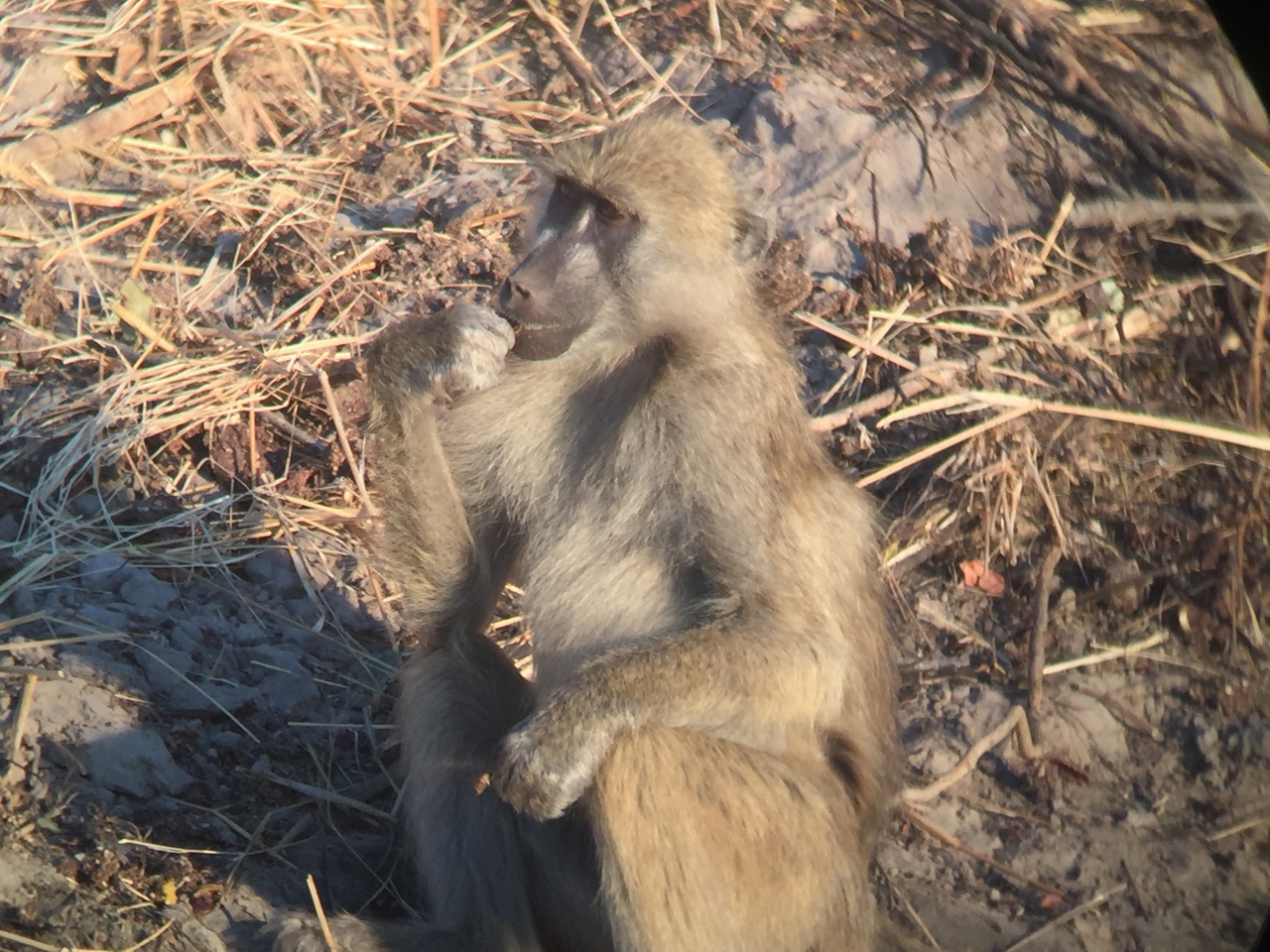[34347] 2016_07_04_17_27_37_Africa_iPhone_6_IMG_9019_00012.jpg