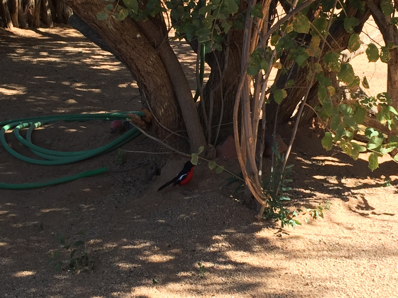 [3507] 2016_06_22_12_16_59_Africa_iPhone_6_Plus_IMG_3440_06714.jpg