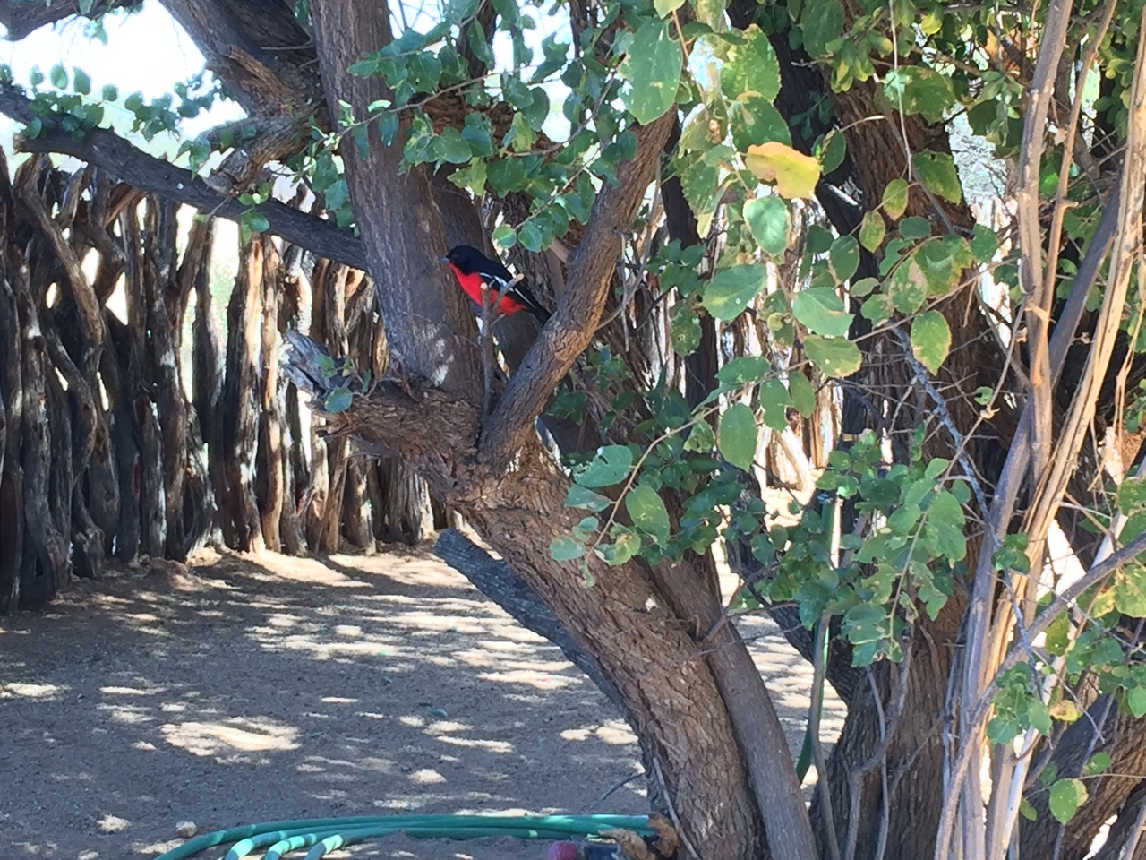 [3511] 2016_06_22_12_17_11_Africa_iPhone_6_Plus_IMG_3442_06716.jpg